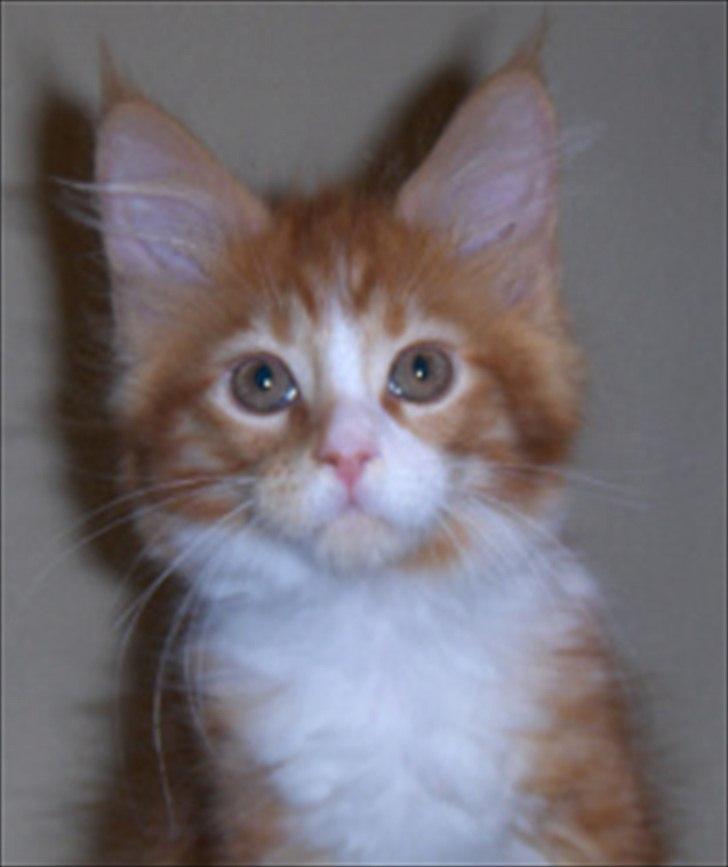 Maine Coon Red Line's Beat It billede 13