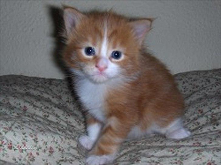 Maine Coon Red Line's Beat It billede 17