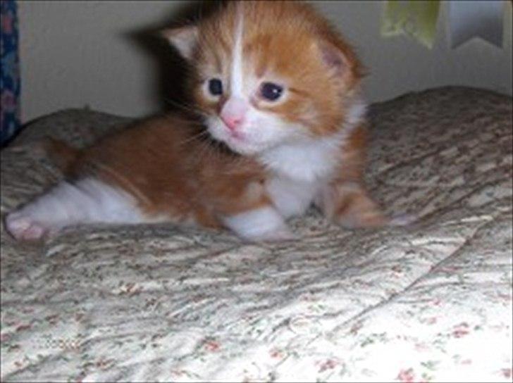 Maine Coon Red Line's Beat It billede 19