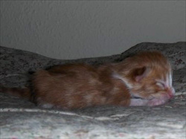 Maine Coon Red Line's Beat It billede 20