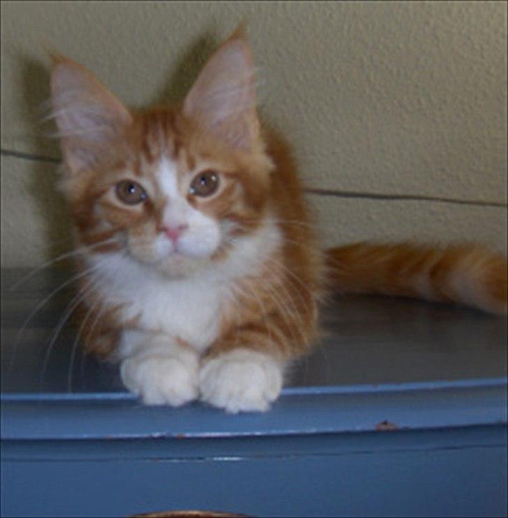 Maine Coon Red Line's Beat It billede 15