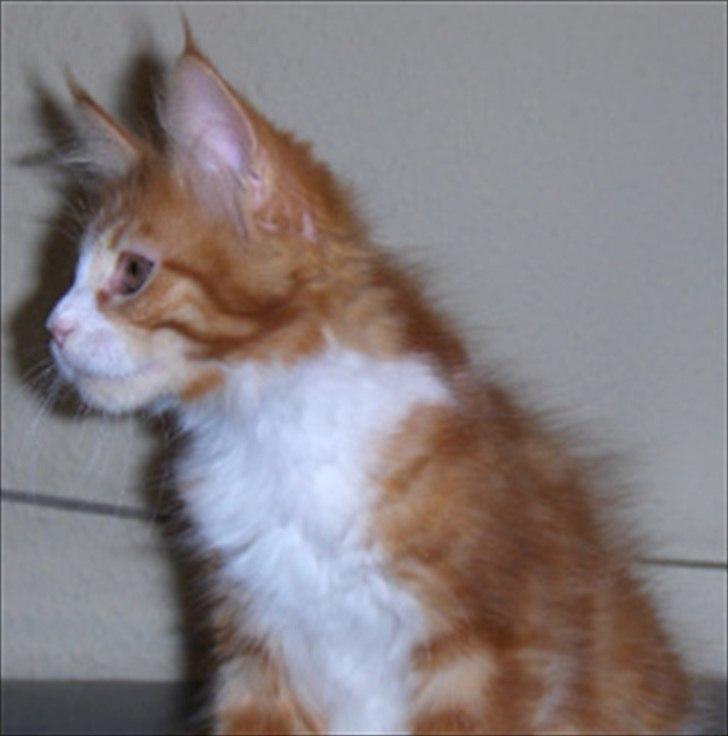Maine Coon Red Line's Beat It billede 14