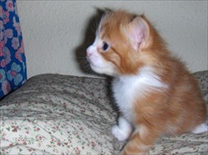 Maine Coon Red Line's Beat It billede 18