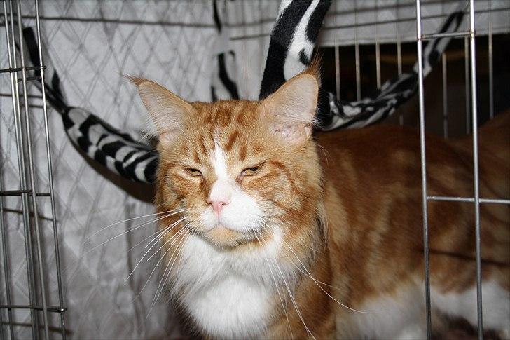 Maine Coon Red Line's Beat It billede 3