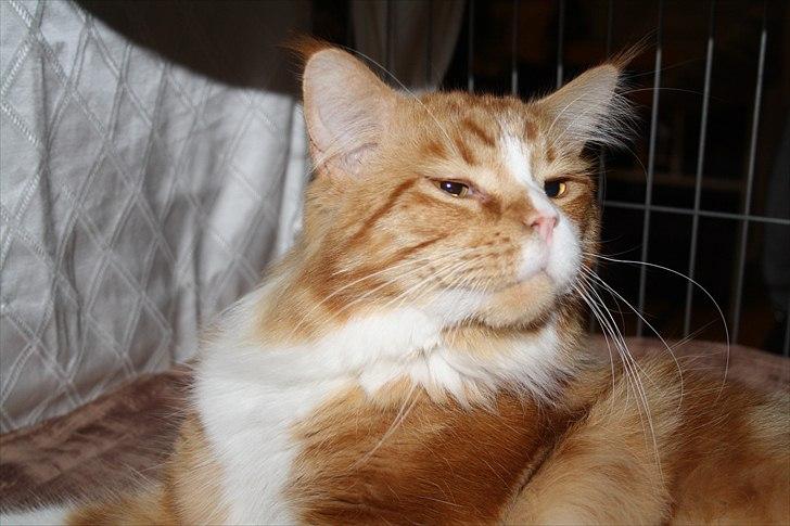 Maine Coon Red Line's Beat It billede 2