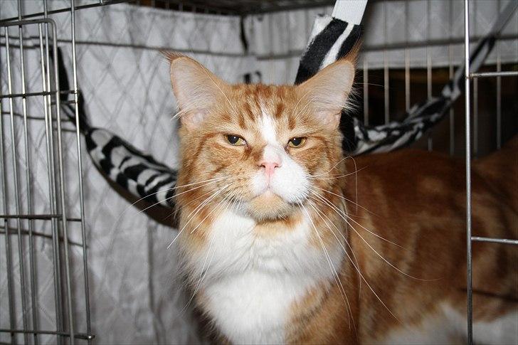 Maine Coon Red Line's Beat It billede 4