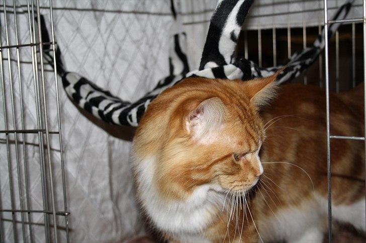 Maine Coon Red Line's Beat It billede 5