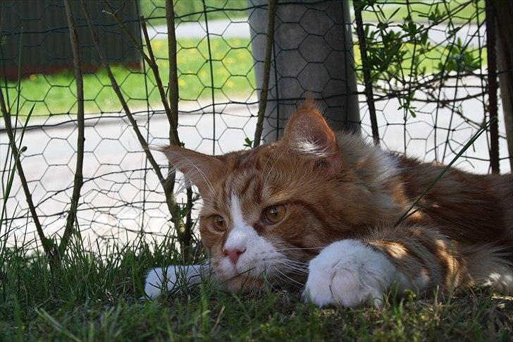 Maine Coon Red Line's Beat It billede 7