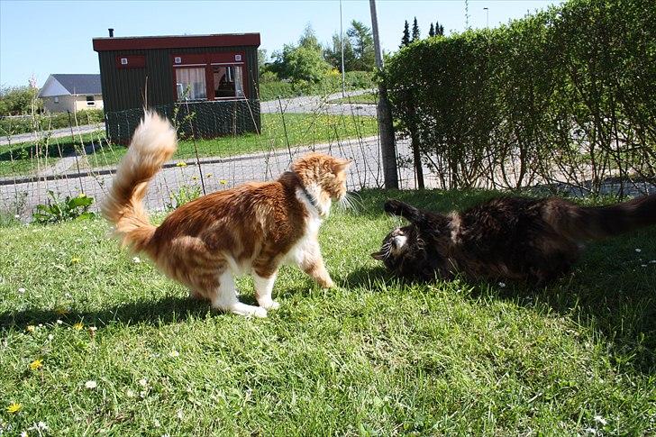 Maine Coon Red Line's Beat It billede 8