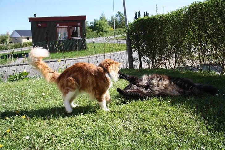 Maine Coon Red Line's Beat It billede 9