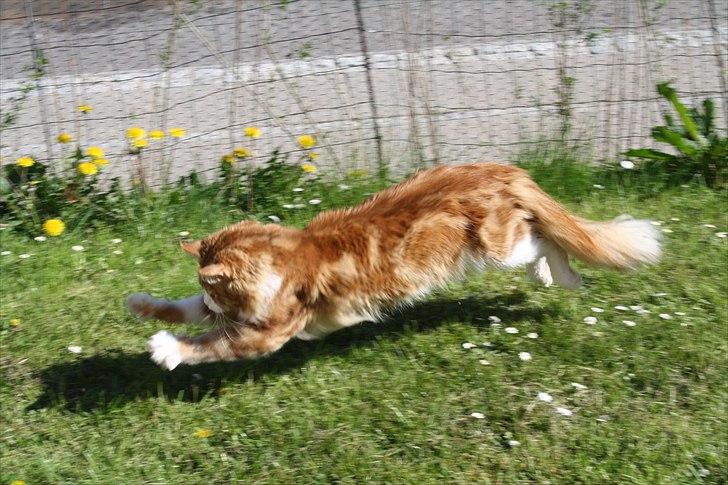 Maine Coon Red Line's Beat It billede 10