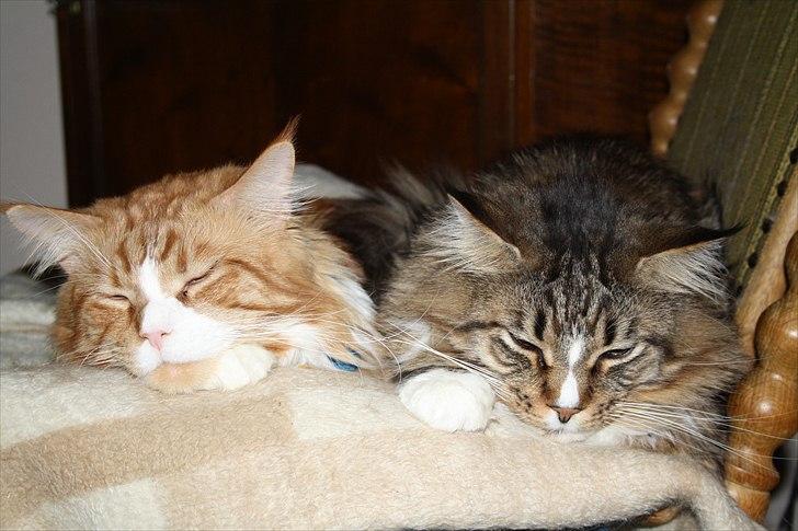 Maine Coon Red Line's Beat It billede 11