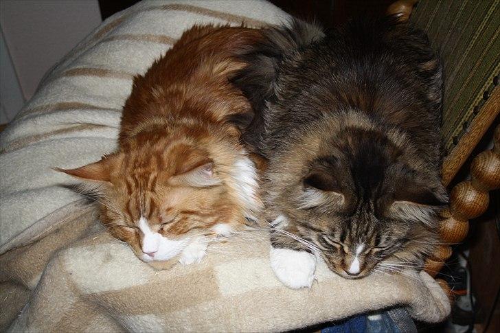 Maine Coon Red Line's Beat It billede 12