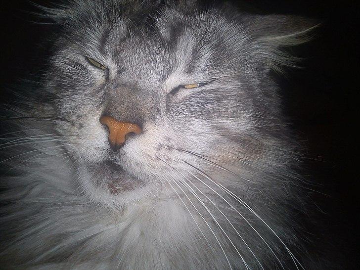 Maine Coon raspotin billede 1