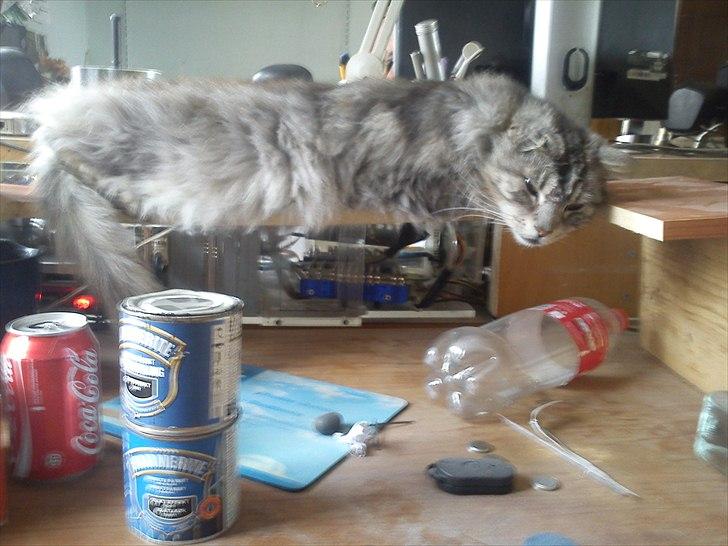 Maine Coon raspotin billede 2