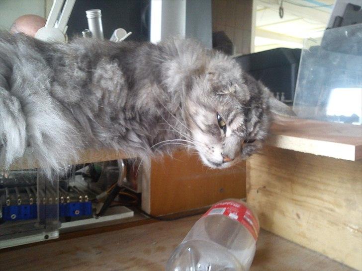 Maine Coon raspotin billede 3