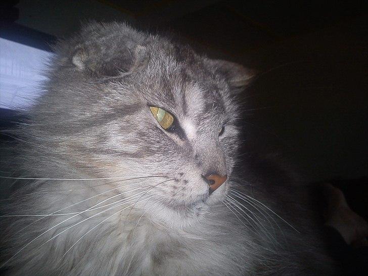 Maine Coon raspotin billede 4