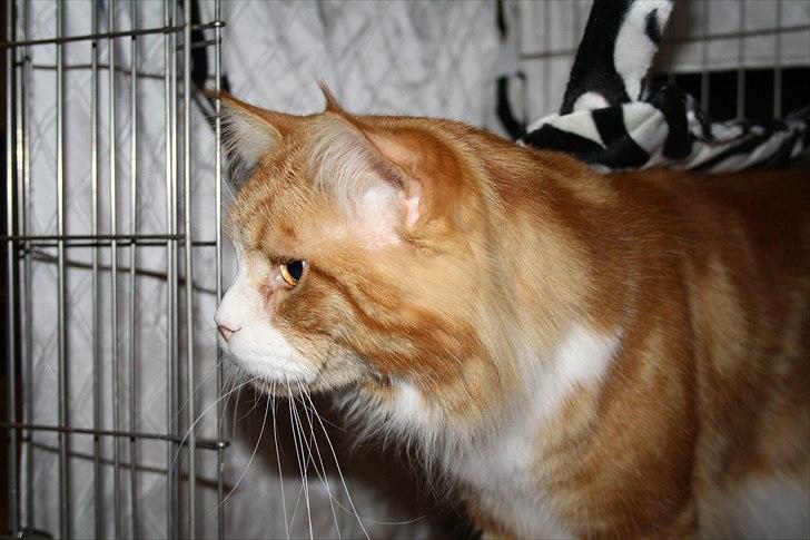 Maine Coon Red Line's Beat It billede 6