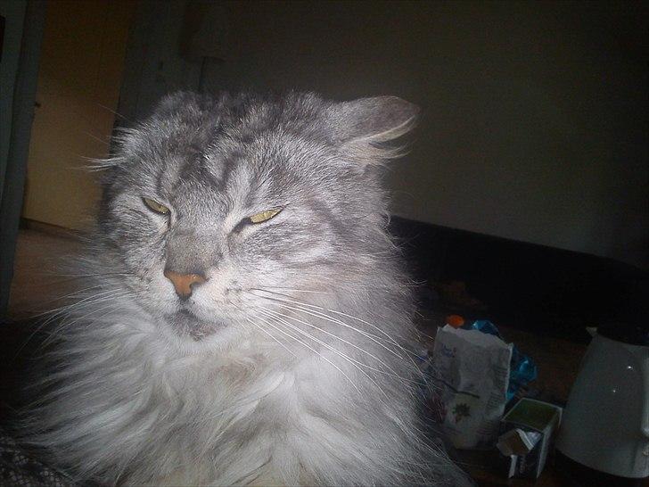 Maine Coon raspotin billede 5