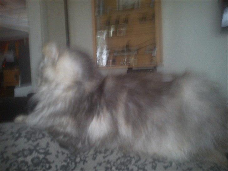 Maine Coon raspotin billede 6