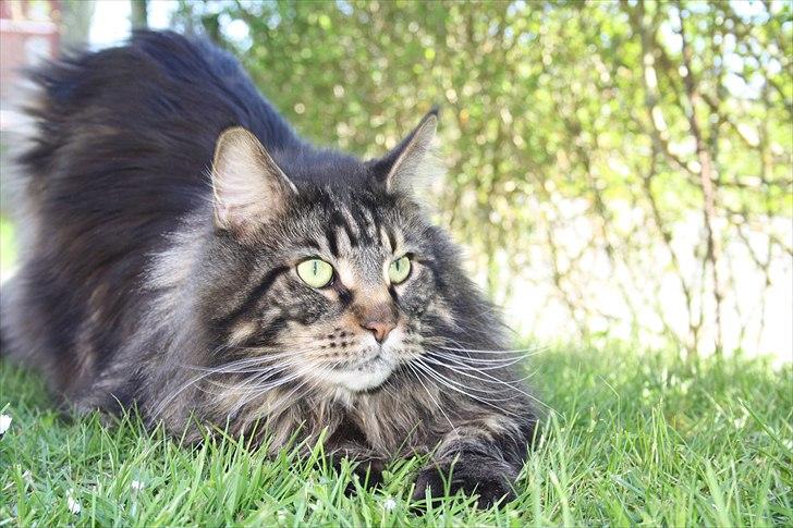 Maine Coon Red Line's Santee Sioux  billede 4
