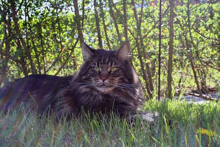 Maine Coon Red Line's Santee Sioux  billede 1