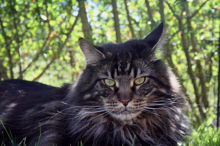 Maine Coon Red Line's Santee Sioux  billede 5