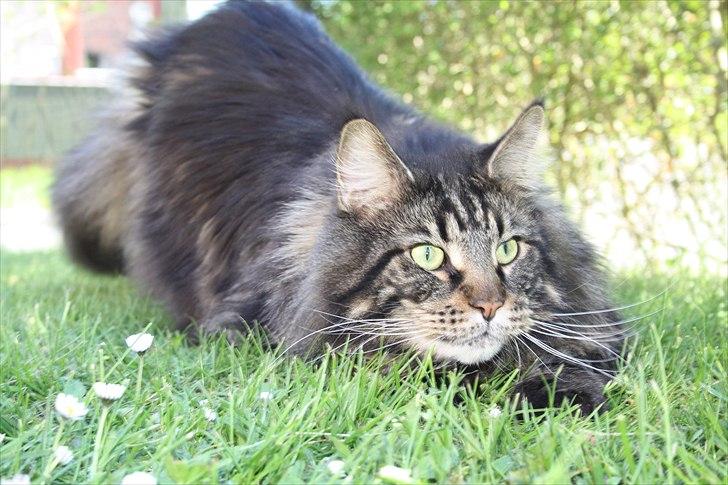 Maine Coon Red Line's Santee Sioux  billede 3