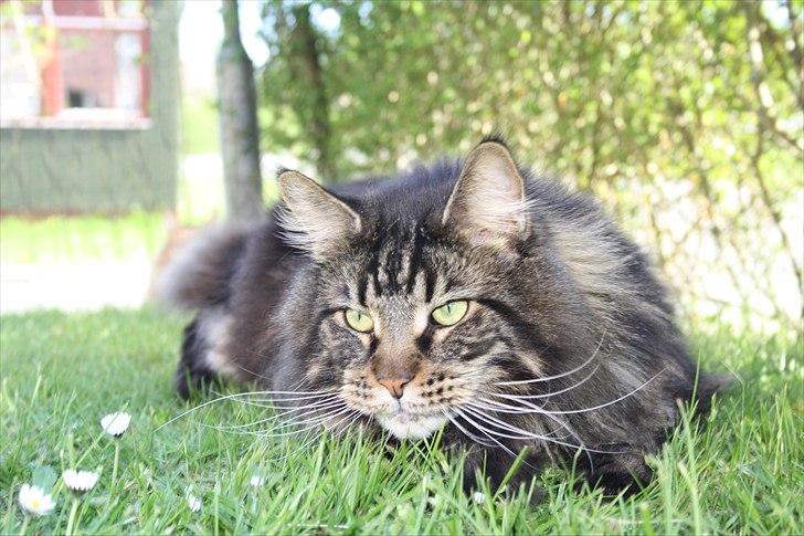 Maine Coon Red Line's Santee Sioux  billede 2