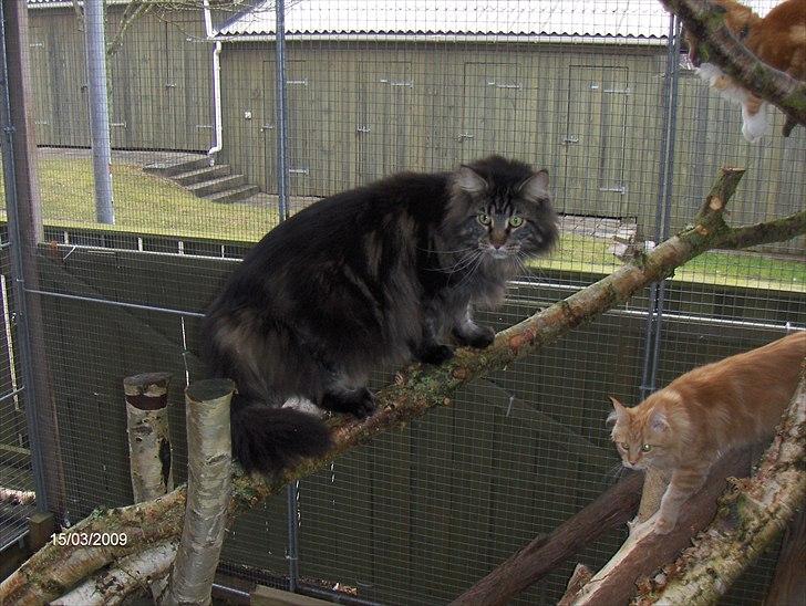 Maine Coon Red Line's Santee Sioux  billede 8