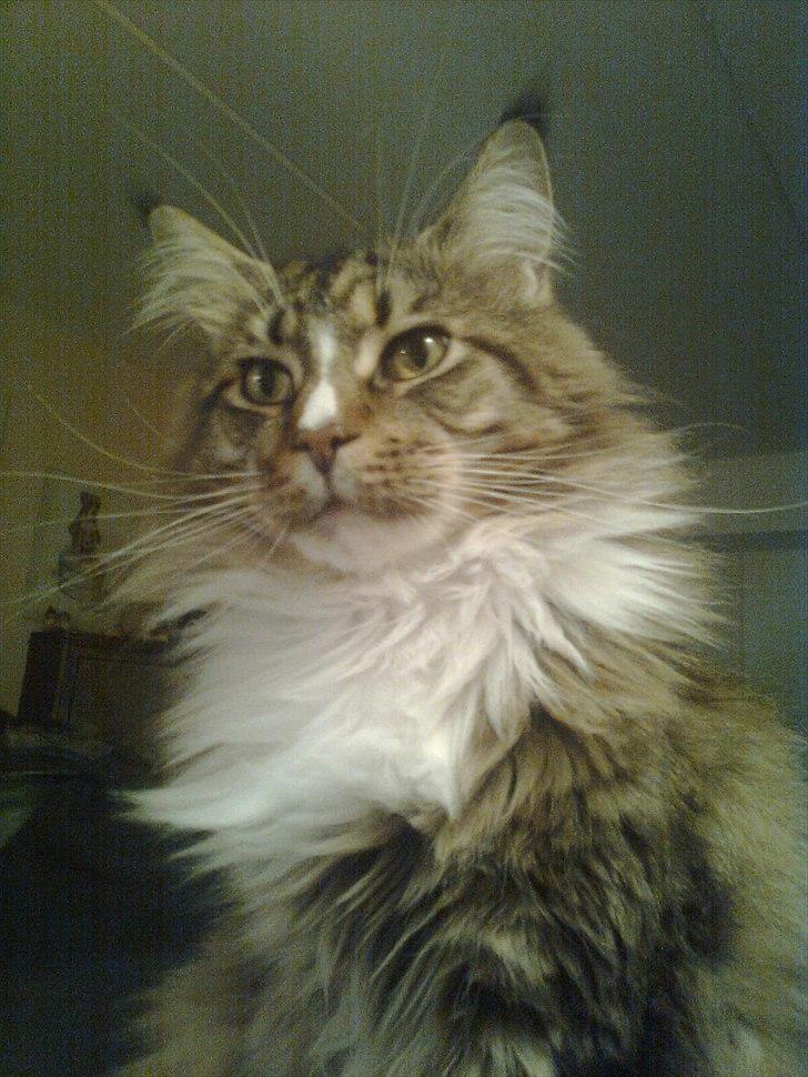 Maine Coon Hopeless Tribes Qato billede 3