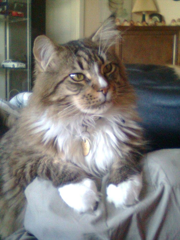 Maine Coon Hopeless Tribes Qato billede 7