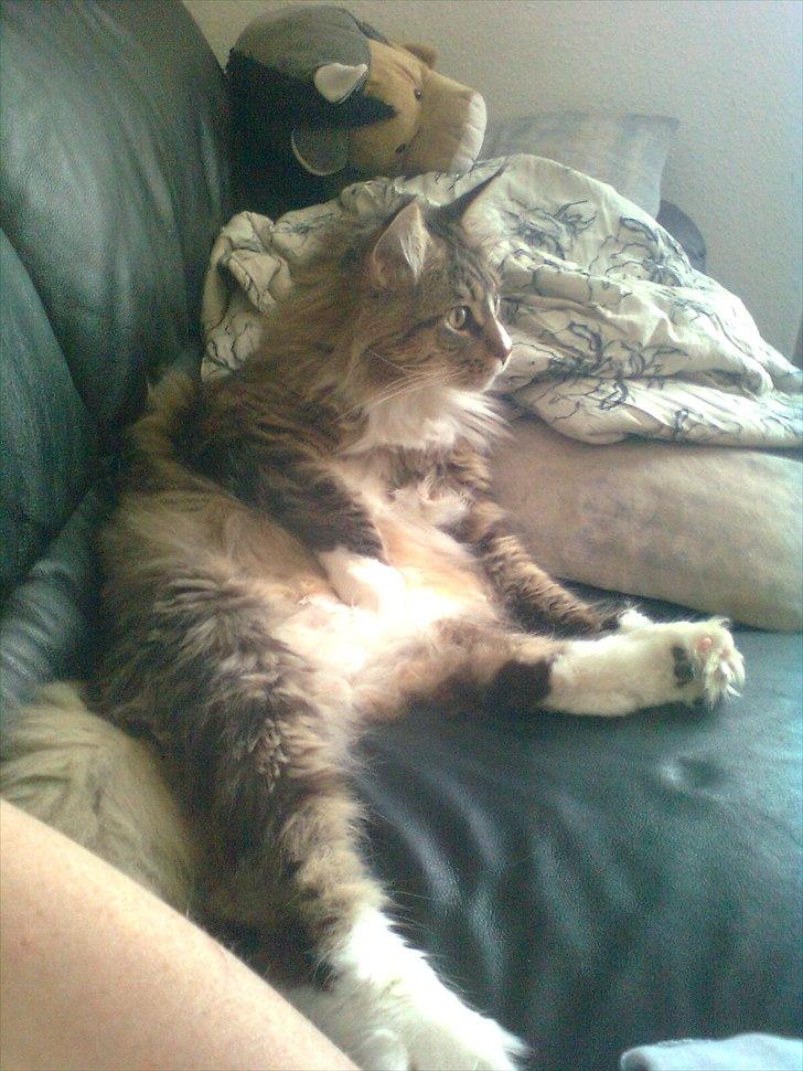 Maine Coon Hopeless Tribes Qato billede 6