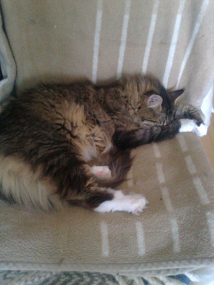 Maine Coon Hopeless Tribes Qato billede 5