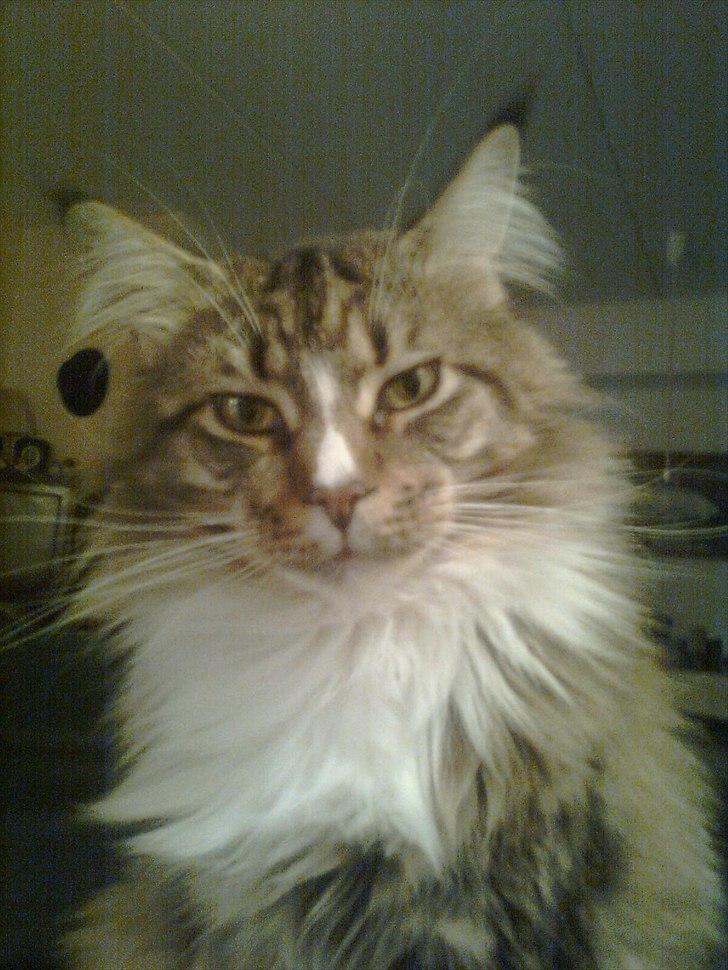 Maine Coon Hopeless Tribes Qato billede 4