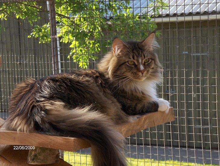 Maine Coon Hopeless Tribes Qato billede 1