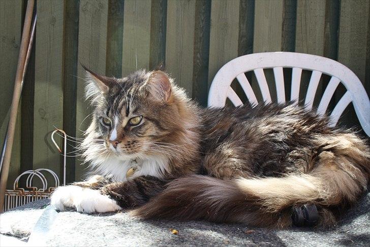 Maine Coon Hopeless Tribes Qato billede 2