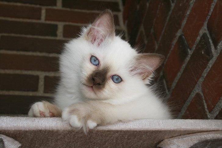 Hellig Birma DK Izarra's Fiji billede 1