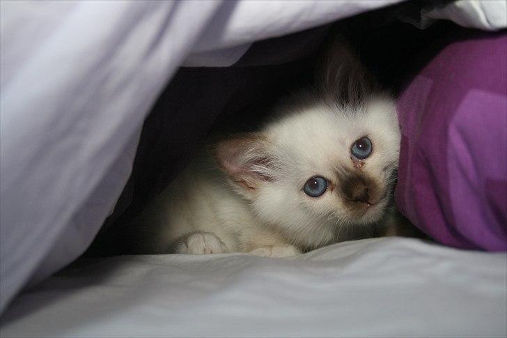 Hellig Birma DK Izarra's Fiji - Ihh jeg blev fundet :( øv altså :( billede 2