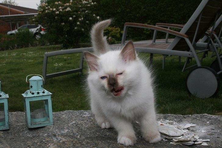 Hellig Birma DK Izarra's Fiji - Ja jeg synes jo selv jeg er ret lækker, så da mor Ditte skulle tage billedet måtte jeg lige charmere mig lidt ekstra ;) billede 3