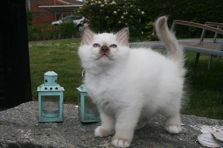 Hellig Birma DK Izarra's Fiji - Jeg er en stolt mis. Er jeg ikke bare lækker? :D billede 4