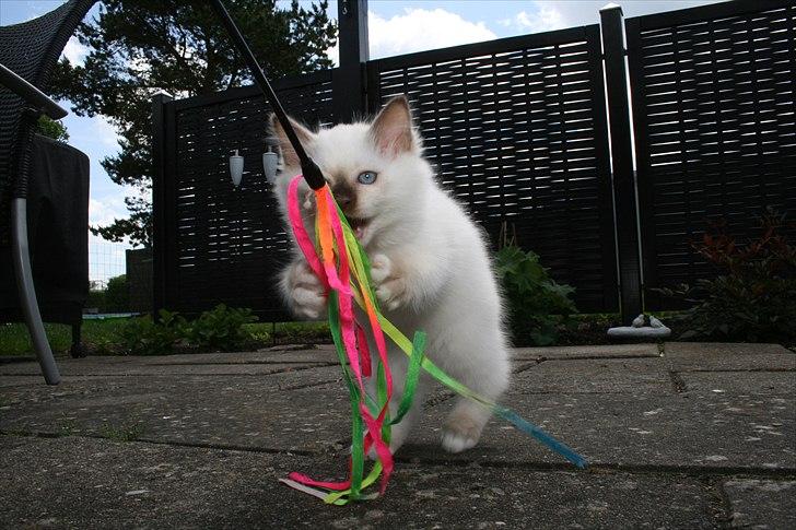 Hellig Birma DK Izarra's Fiji - Tid til leg - Det er altid godt :) billede 5