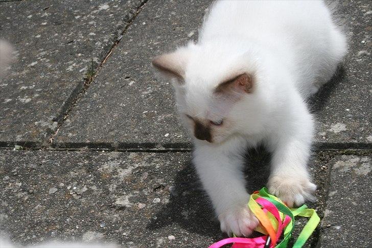 Hellig Birma DK Izarra's Fiji billede 6