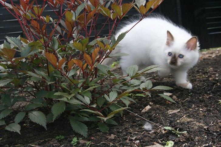 Hellig Birma DK Izarra's Fiji - På rundfart i haven hos mor Ditte og Far Sonny :) billede 7