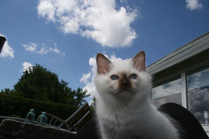 Hellig Birma DK Izarra's Fiji billede 8