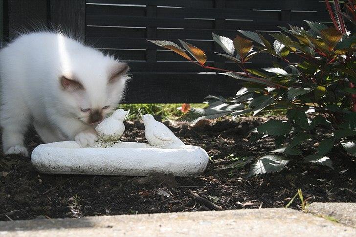 Hellig Birma DK Izarra's Fiji - haha jeg er tørstig, så nupper jeg lige lidt fra pipperne, de opdager det nok ikk, hvis jeg smutter hurtigt igen :P billede 9