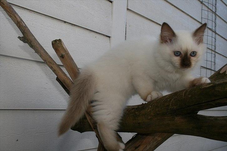 Hellig Birma DK Izarra's Fiji billede 10