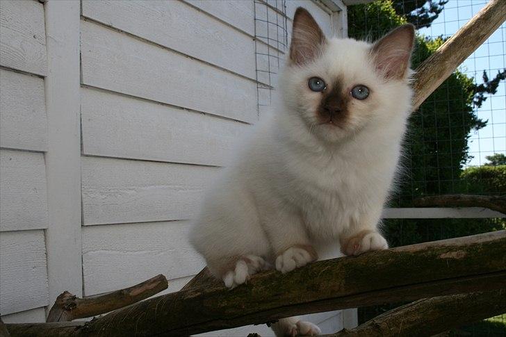 Hellig Birma DK Izarra's Fiji billede 11