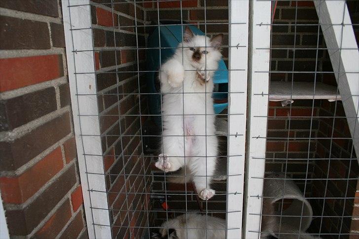 Hellig Birma DK Izarra's Fiji - Ja jeg skulle jo lige blære mig med hvor dygtig jeg er blevet til at klatre, derfor mor Jamilla kalder mig en abekat :P billede 12