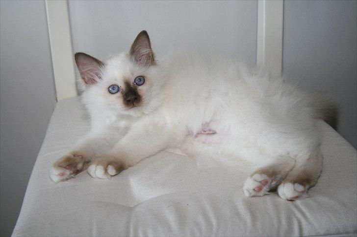 Hellig Birma DK Izarra's Fiji - Jeg måtte putte alene, ingen andre havde tid :) billede 13